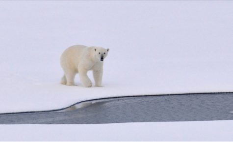 Race to Save The Arctic: Oil Rigging Threat