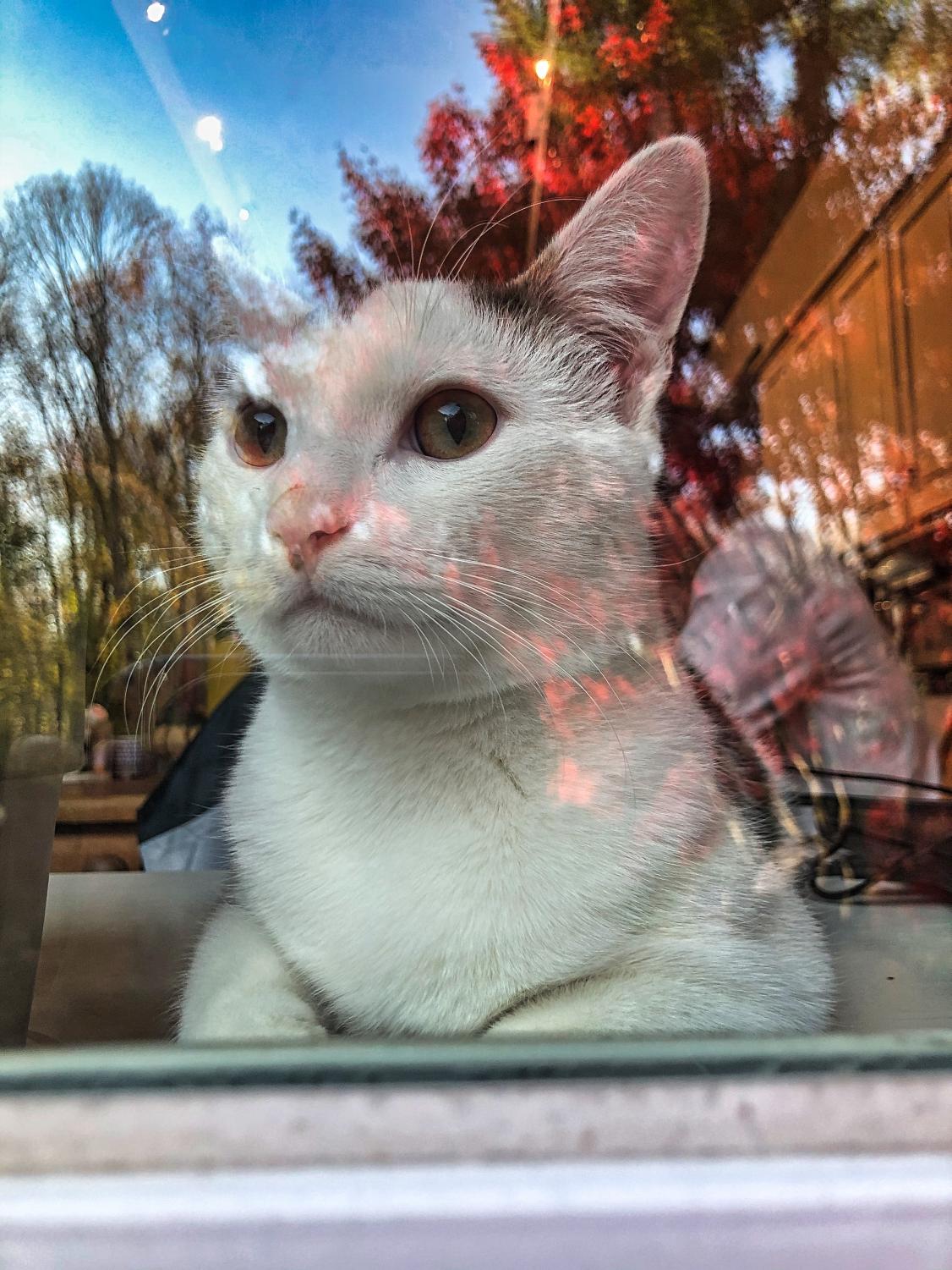 Cat looks out window