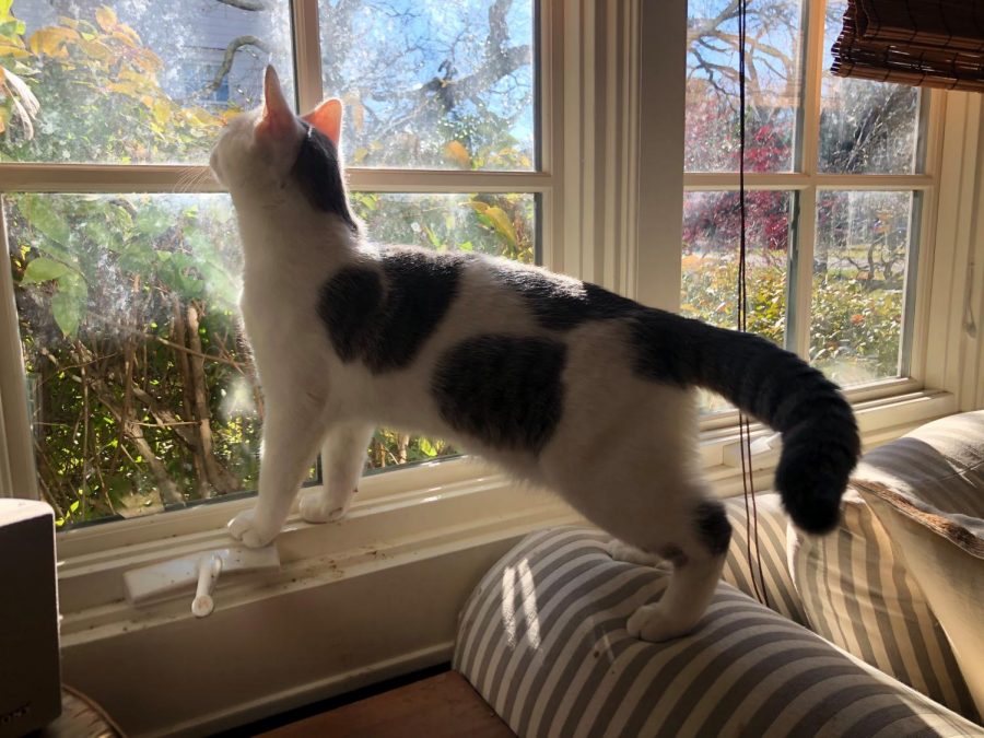 Cat looks out window at plants