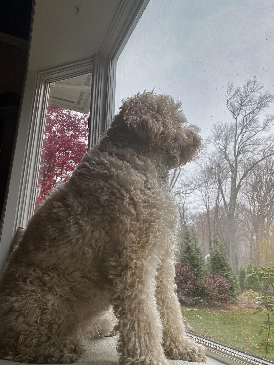 Dog looking out the window while sitting