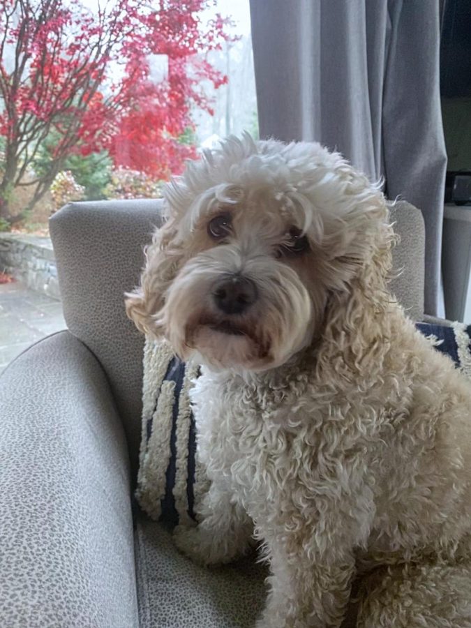 Dog sitting on a chair