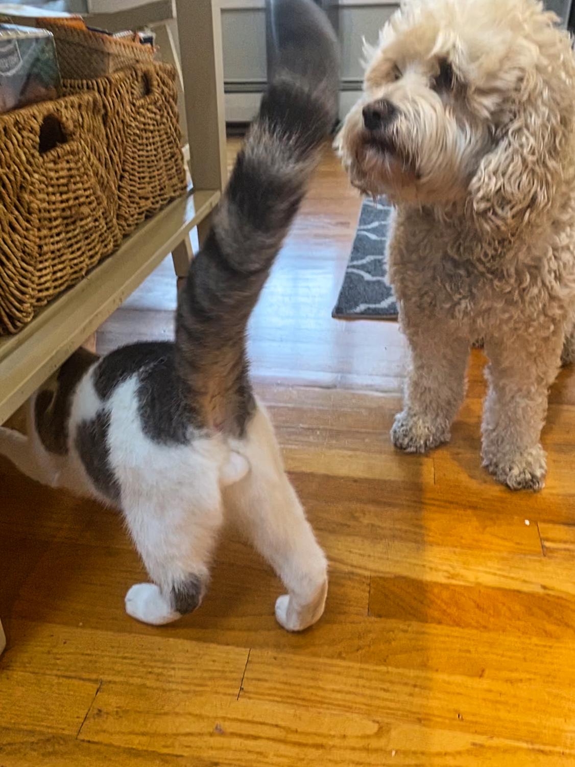 Dog and cat waiting for food