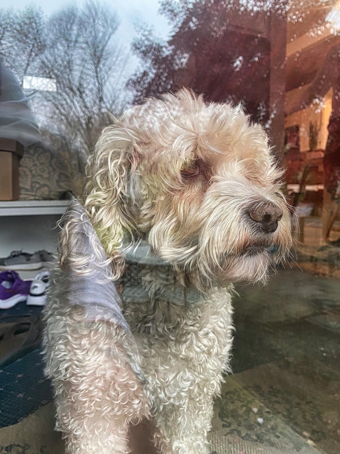 Dog looking out the window while standing