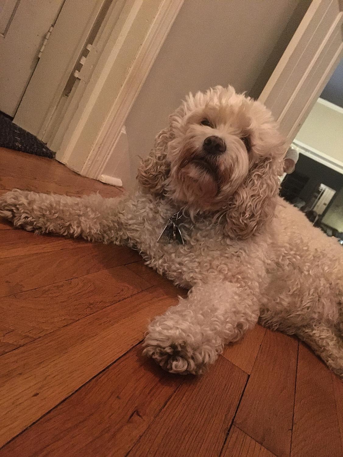 Dog sitting on hardwood floor