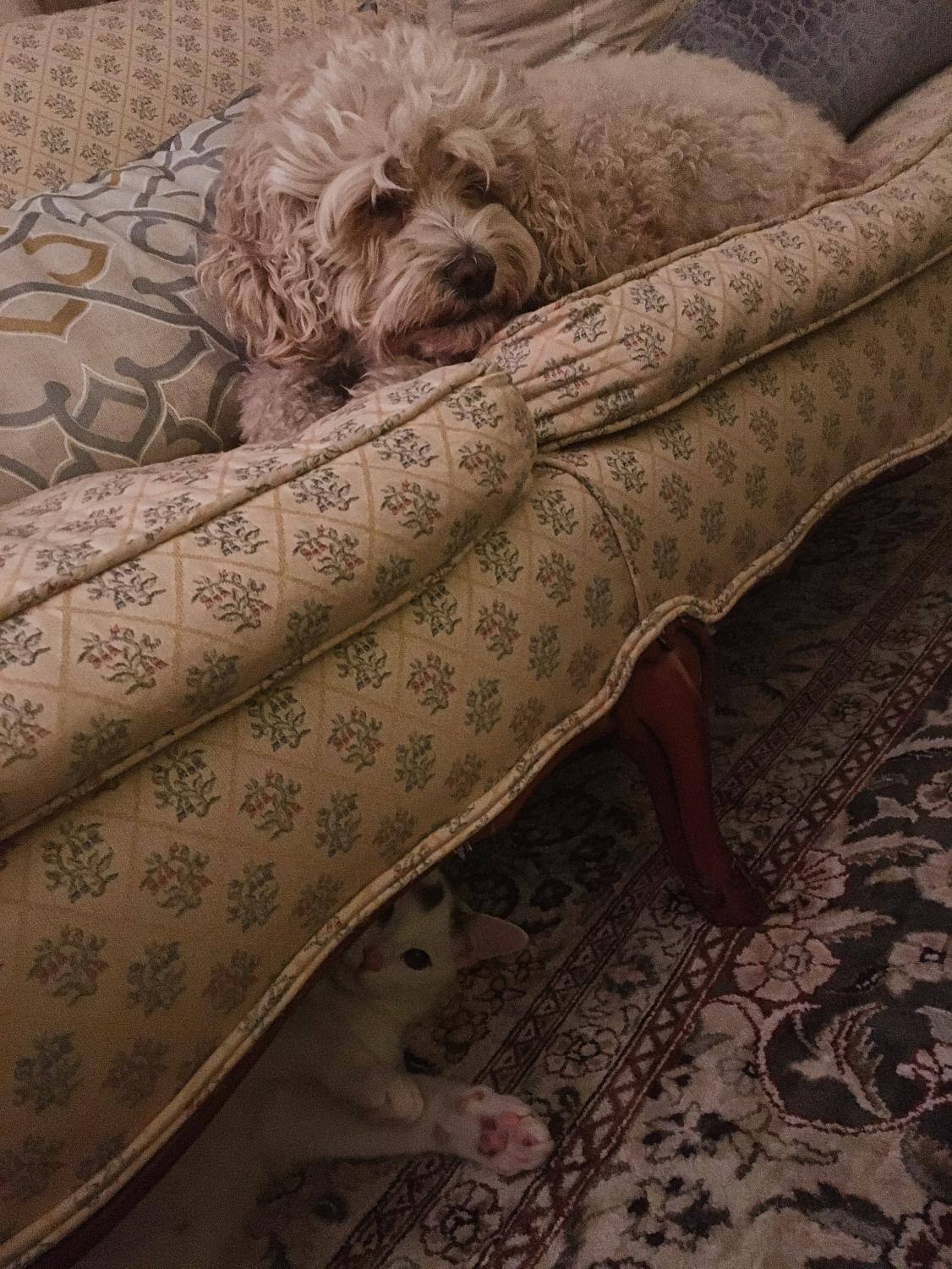 Dog sitting on a couch with cat below