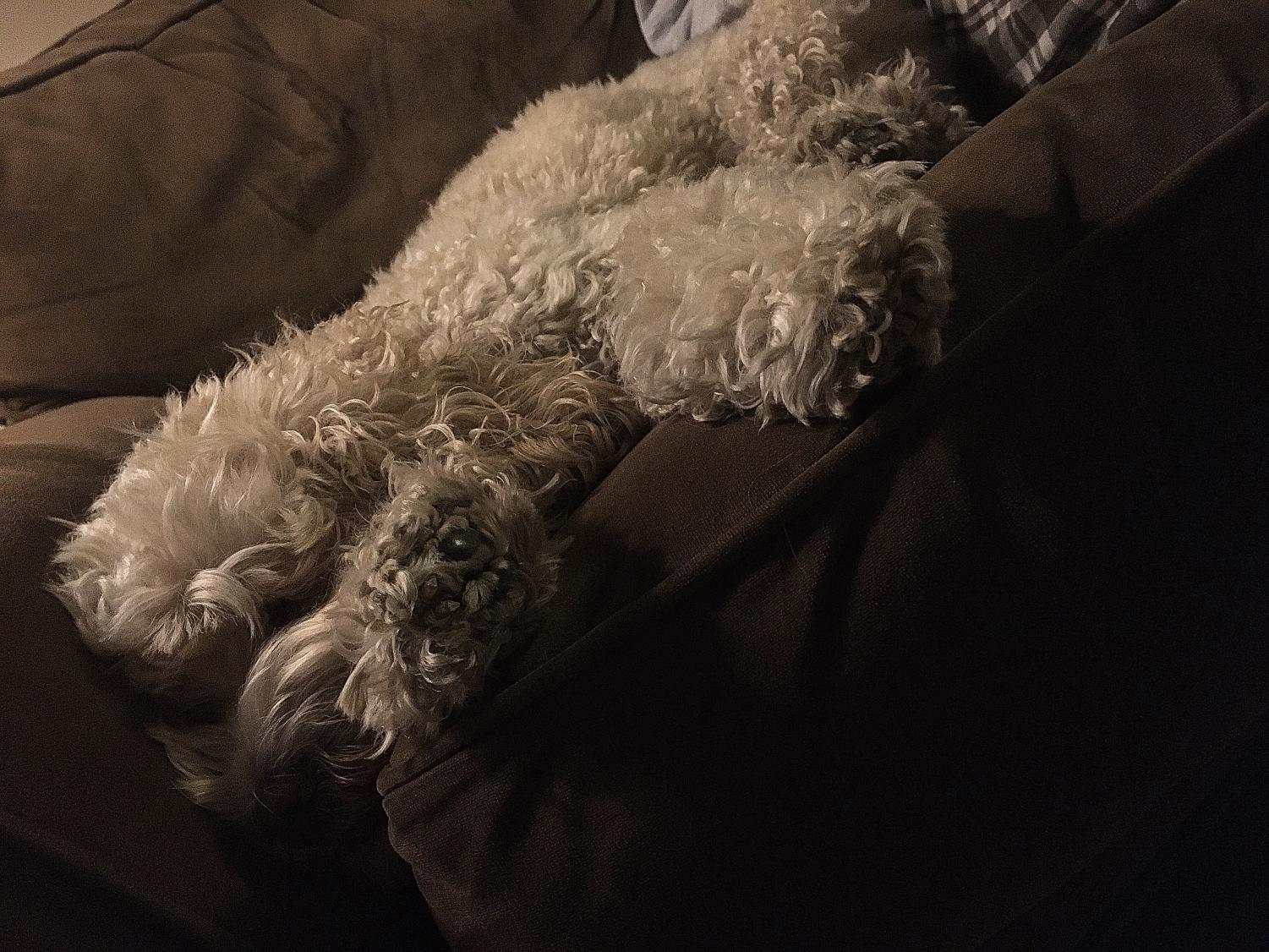 Dog sleeping on couch