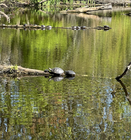 What the Nature Center Has Been Doing: An Interview with Molly Robertson
