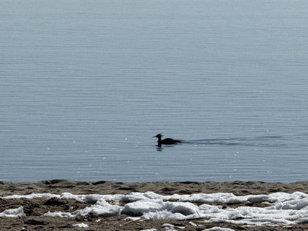 While many people are accustomed to visiting Weed Beach in the summer, the winter months along Long Island Sound are stunning. Here, a red-breasted merganser, a winter resident of Connecticut, is enjoying an early spring swim at Weed Beach.