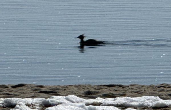 While many people are accustomed to visiting Weed Beach in the summer, the winter months along Long Island Sound are stunning. Here, a red-breasted merganser, a winter resident of Connecticut, is enjoying an early spring swim at Weed Beach.