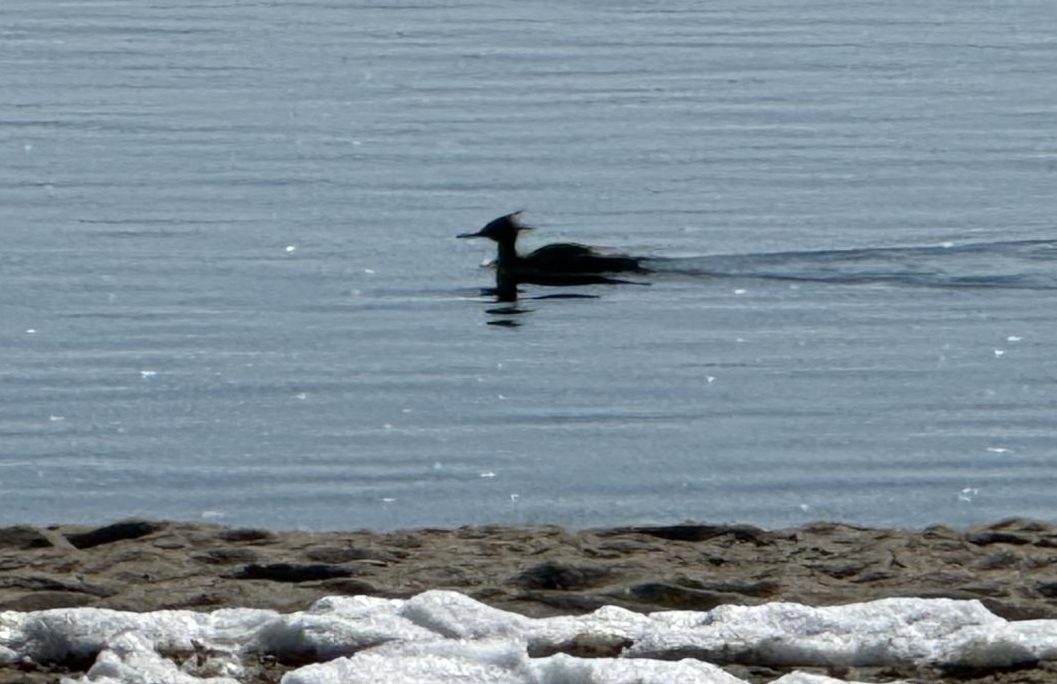 While many people are accustomed to visiting Weed Beach in the summer, the winter months along Long Island Sound are stunning. Here, a red-breasted merganser, a winter resident of Connecticut, is enjoying an early spring swim at Weed Beach.