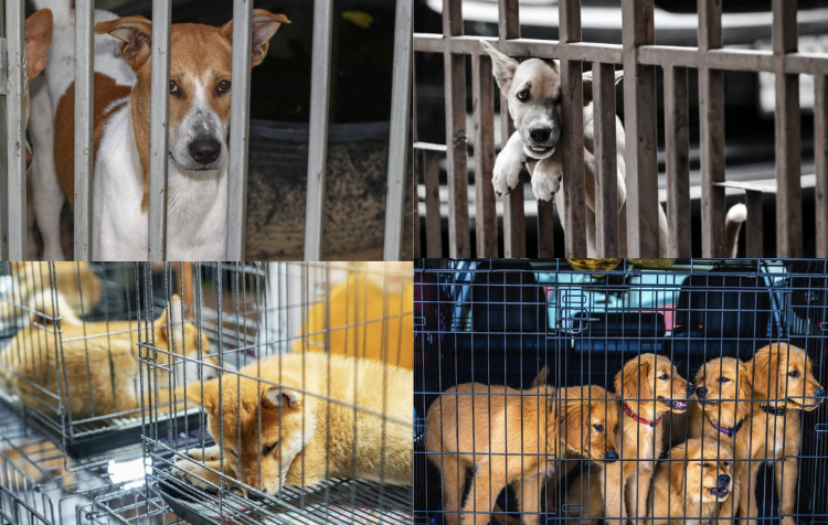 Still waiting for a home—choose adoption. 
Photographers at https://www.pexels.com/