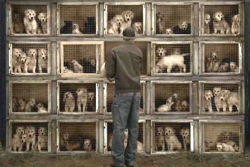Photo by New York State Humane Association. Man looking at puppies crammed into crates at a puppy mill.