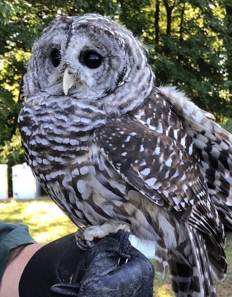 Greenwich Audubon Center often hosts events that allow visitors to see rehabilitated Barred Owls and other raptors up close.  
