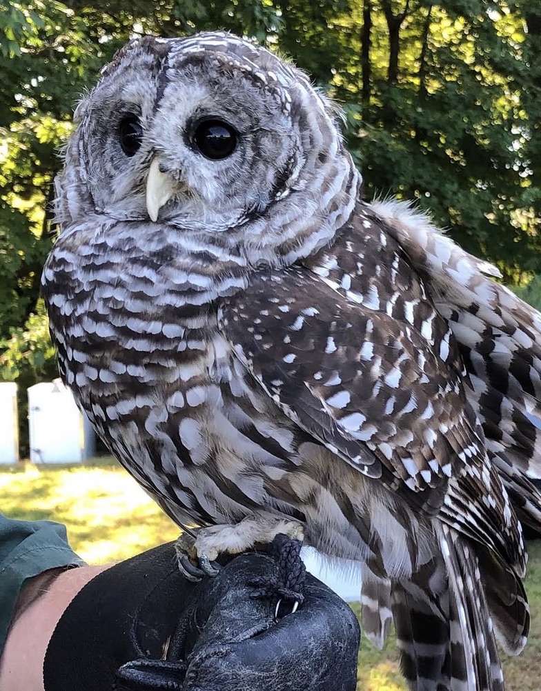 Greenwich Audubon Center often hosts events that allow visitors to see rehabilitated Barred Owls and other raptors up close.  
